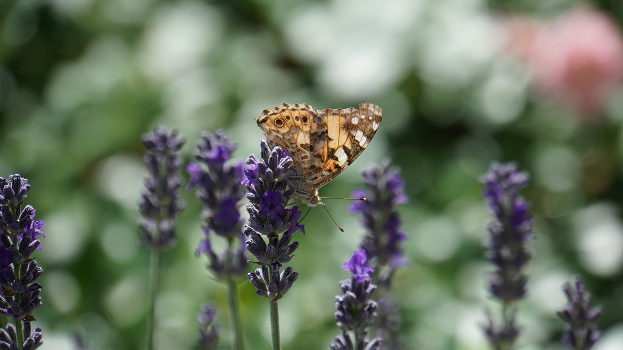 The Relationship Between Biodiversity and Human Health